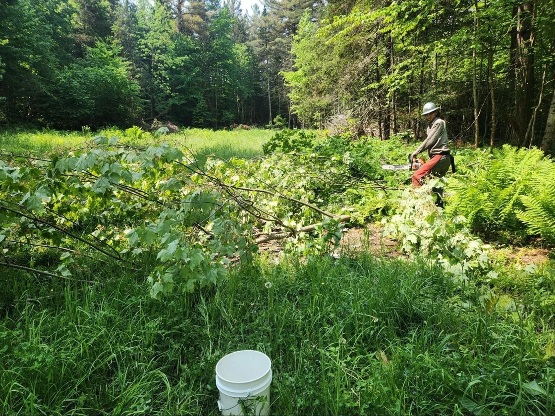 Reviving+Vermonts+Ecosystems